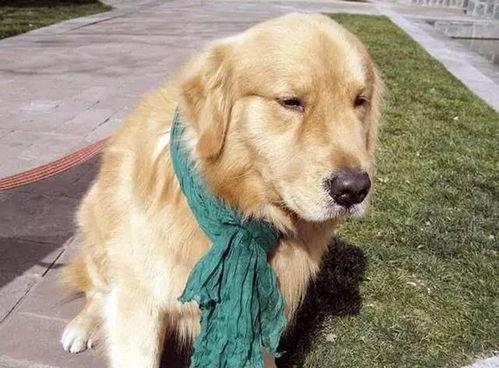 金毛爆料视频,娱乐圈幕后真相大曝光 第2张 金毛爆料视频,娱乐圈幕后真相大曝光 第2张