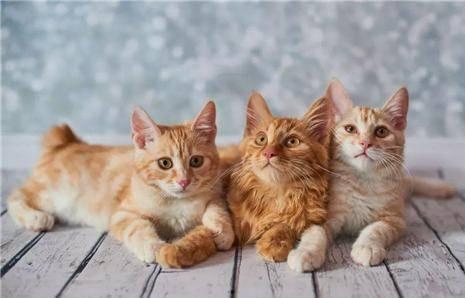 猫咪遥控爆料视频大全下载,盘点萌宠趣味视频大全 第2张 猫咪遥控爆料视频大全下载,盘点萌宠趣味视频大全 第2张